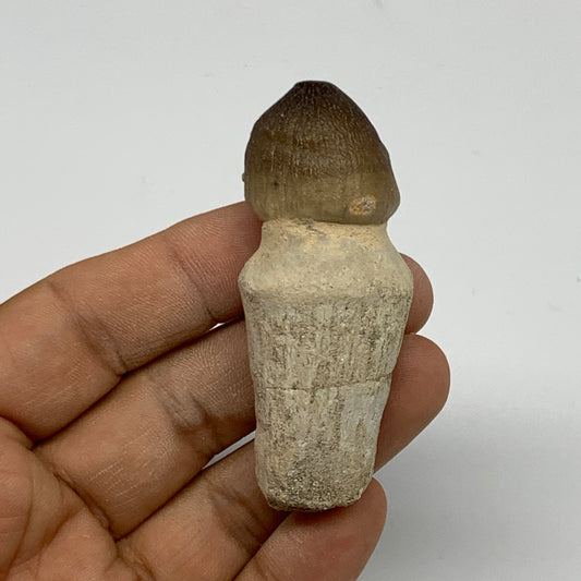 34.8g, 2.6"X1"x0.9" Fossil Globidens phosphaticus (Mosasaur ) Tooth, Cretaceous,