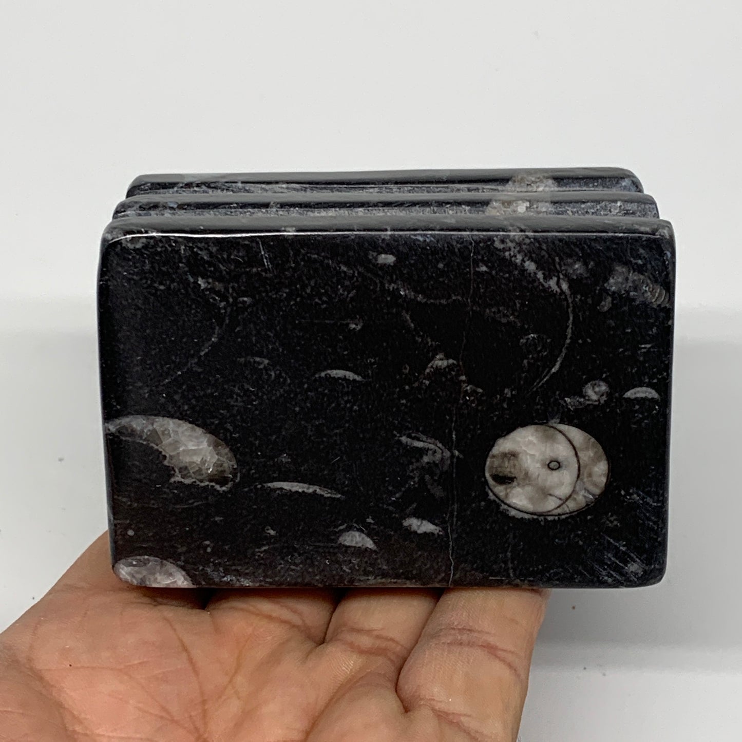 524g, 3" x 3" x 2" Black Fossils Orthoceras Ammonite Business Card Holder,B8258
