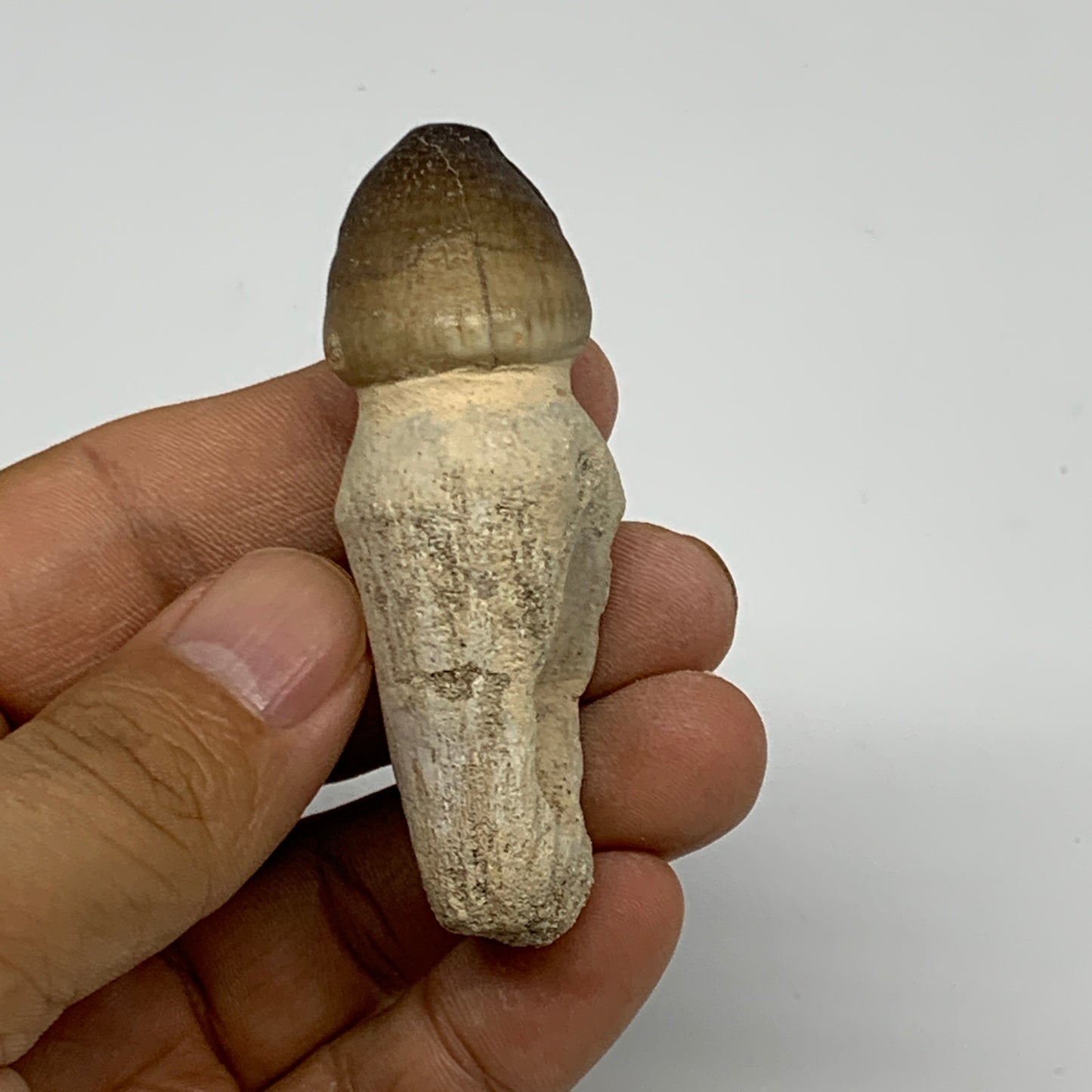 34.8g, 2.6"X1"x0.9" Fossil Globidens phosphaticus (Mosasaur ) Tooth, Cretaceous,