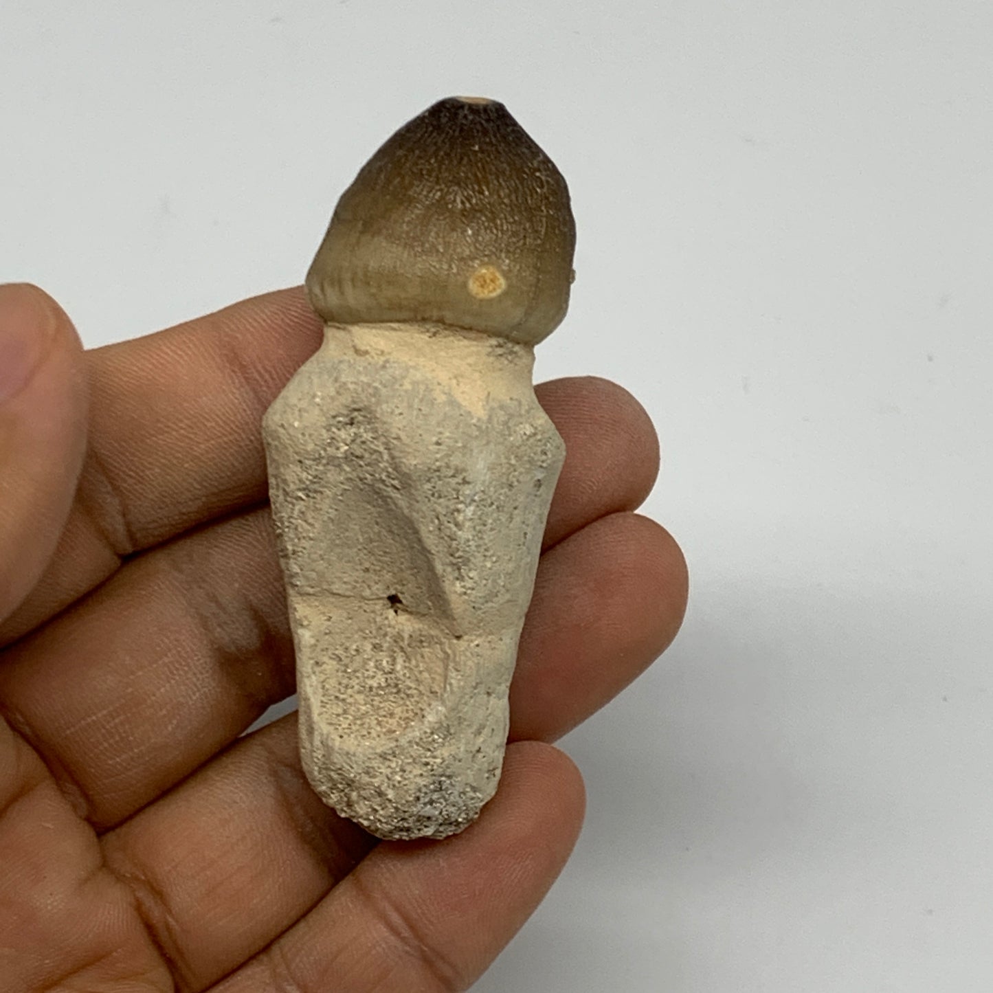 34.8g, 2.6"X1"x0.9" Fossil Globidens phosphaticus (Mosasaur ) Tooth, Cretaceous,