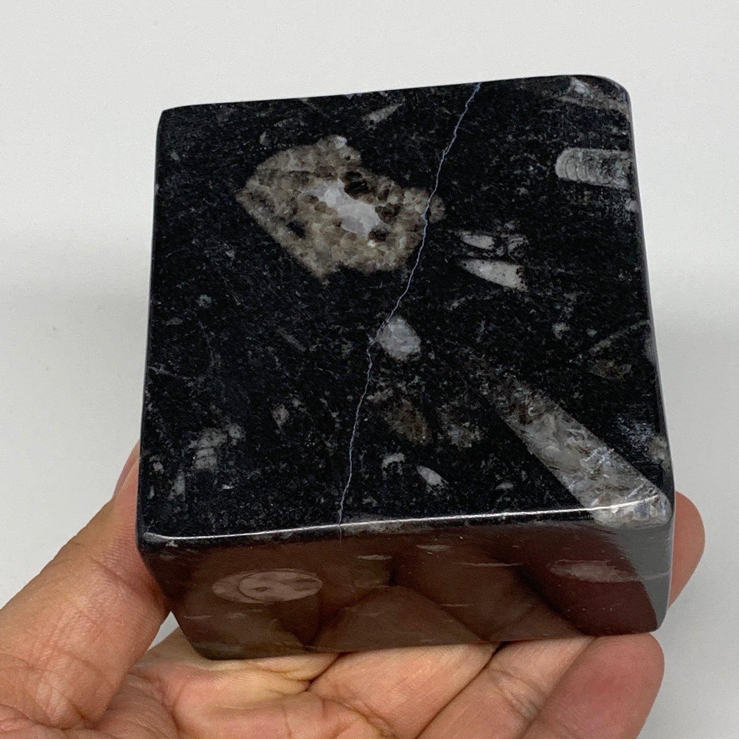 524g, 3" x 3" x 2" Black Fossils Orthoceras Ammonite Business Card Holder,B8258