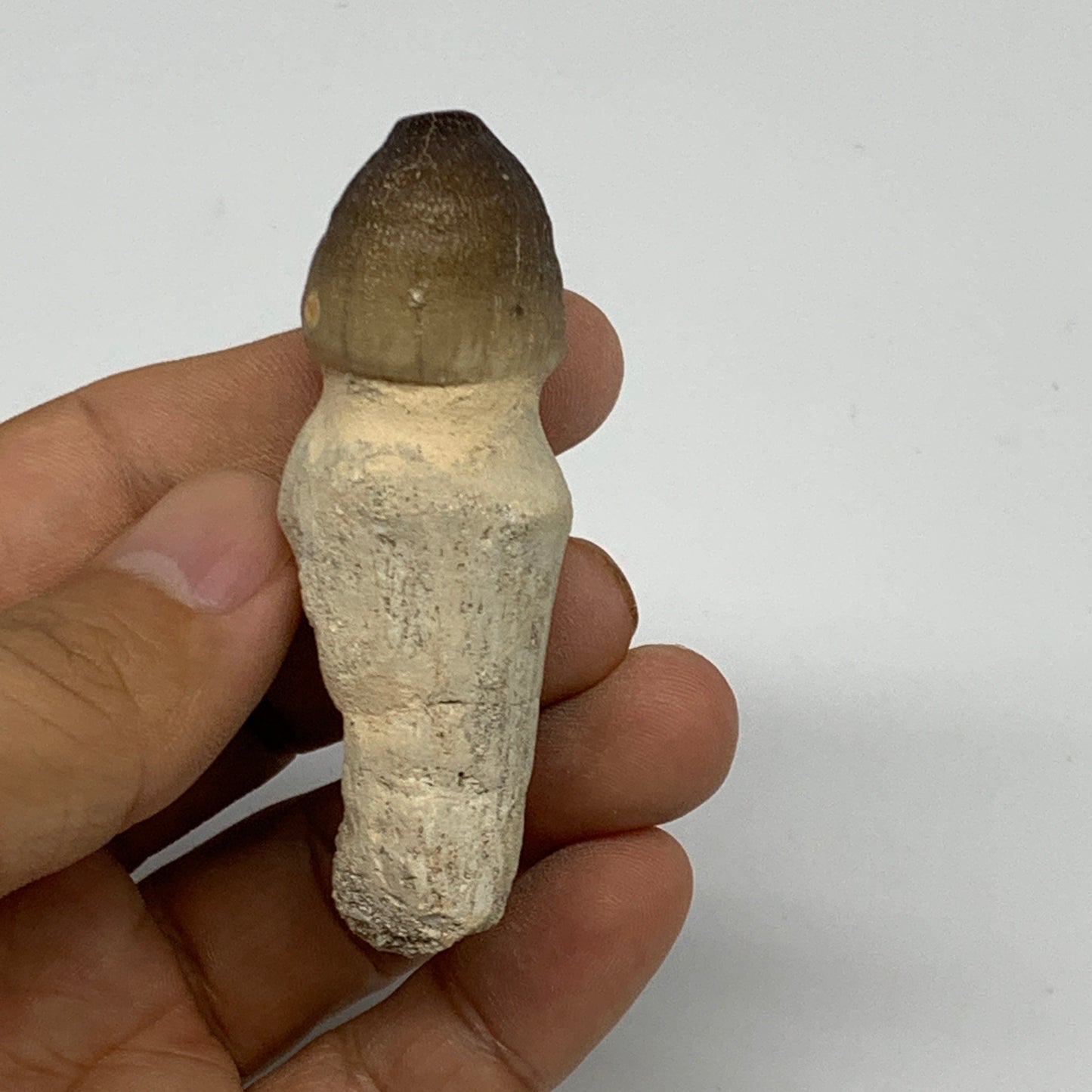 34.8g, 2.6"X1"x0.9" Fossil Globidens phosphaticus (Mosasaur ) Tooth, Cretaceous,