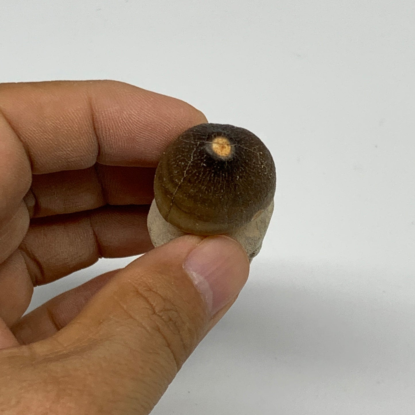 34.8g, 2.6"X1"x0.9" Fossil Globidens phosphaticus (Mosasaur ) Tooth, Cretaceous,