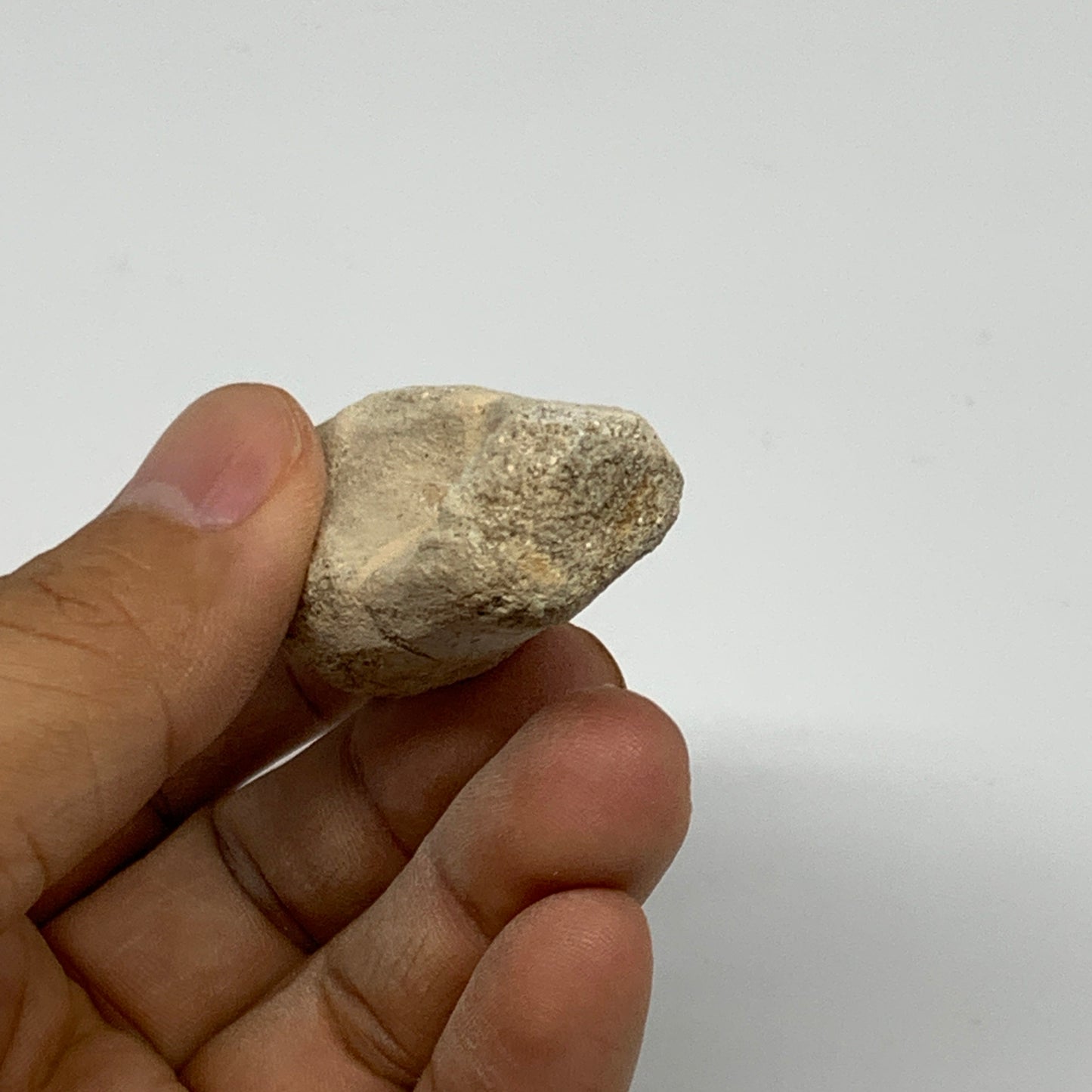 34.8g, 2.6"X1"x0.9" Fossil Globidens phosphaticus (Mosasaur ) Tooth, Cretaceous,