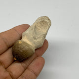 34.8g, 2.6"X1"x0.9" Fossil Globidens phosphaticus (Mosasaur ) Tooth, Cretaceous,