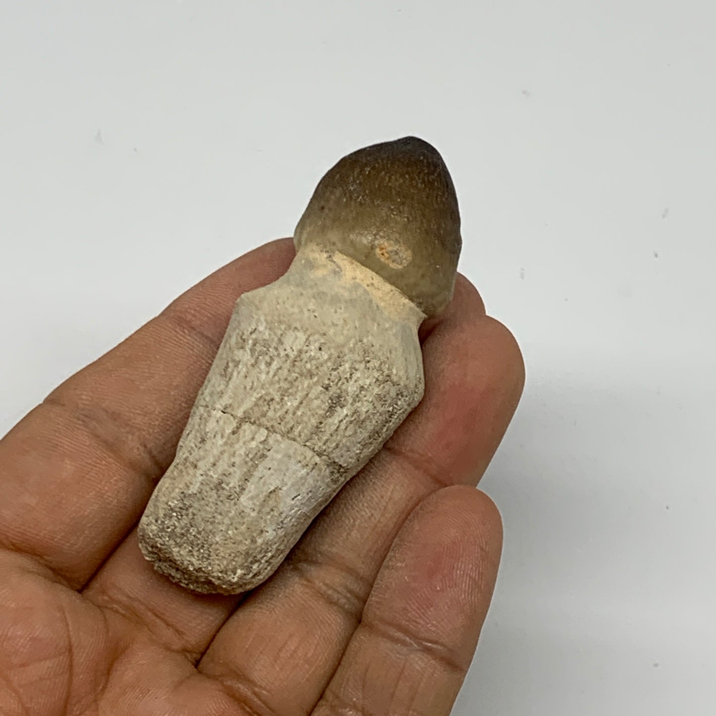 34.8g, 2.6"X1"x0.9" Fossil Globidens phosphaticus (Mosasaur ) Tooth, Cretaceous,