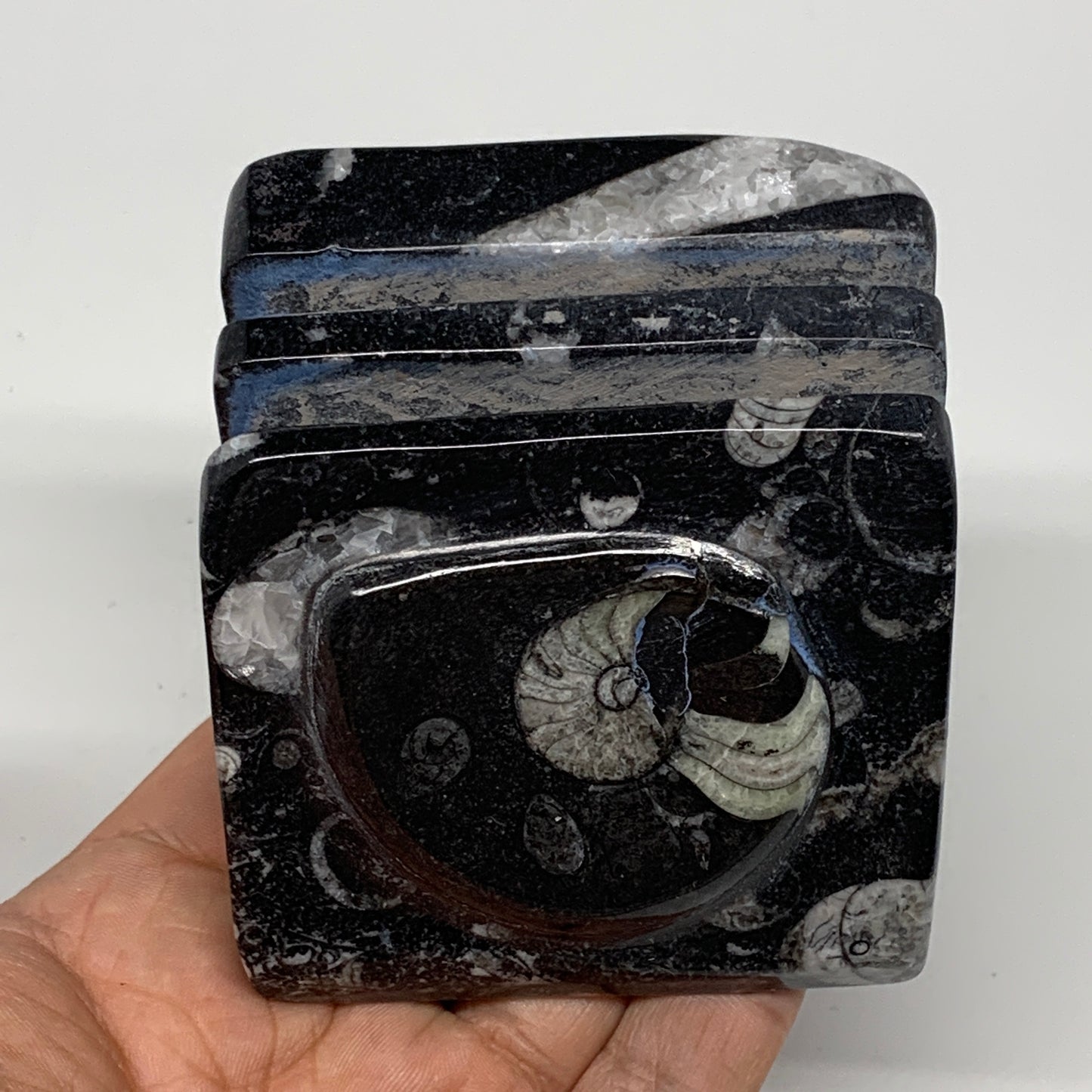 470g, 2.6" x 2.8" x 2.1" Black Fossils Orthoceras Ammonite Business Card Holder,