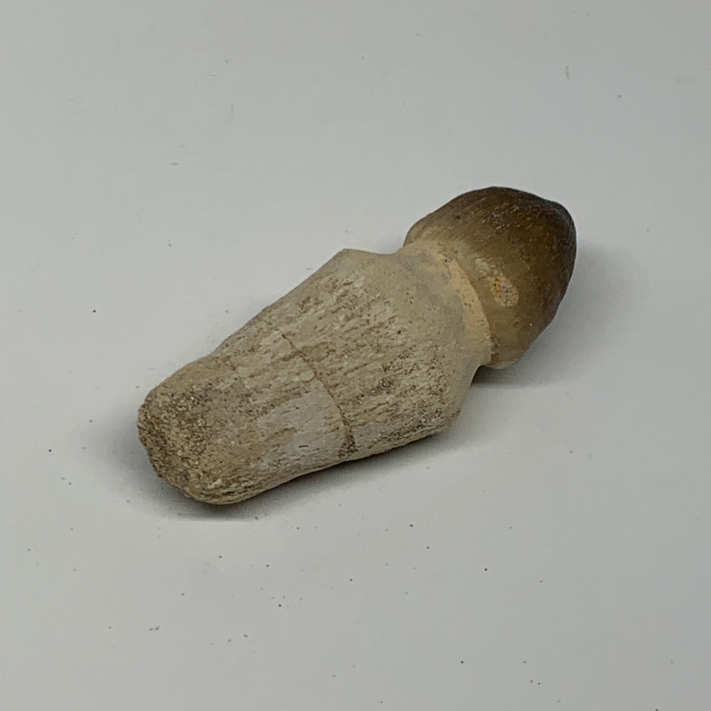 34.8g, 2.6"X1"x0.9" Fossil Globidens phosphaticus (Mosasaur ) Tooth, Cretaceous,