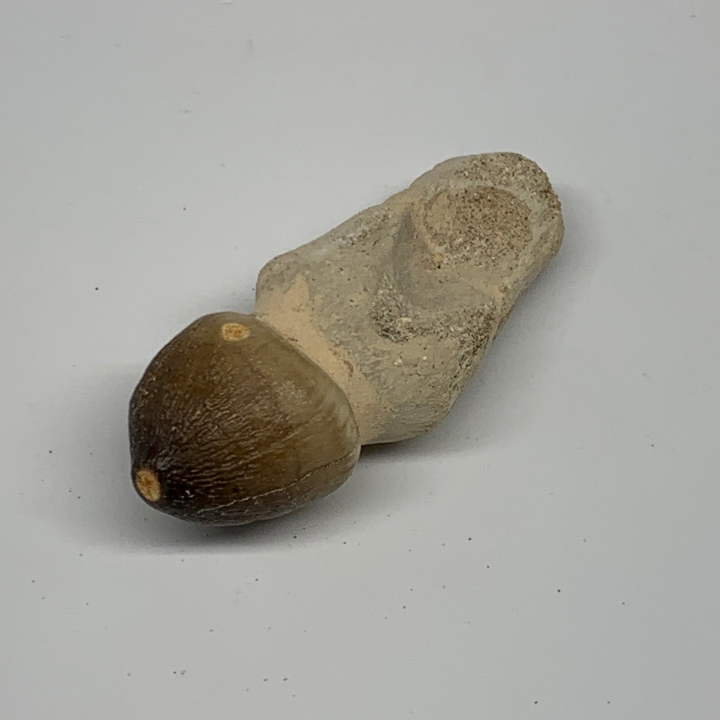 34.8g, 2.6"X1"x0.9" Fossil Globidens phosphaticus (Mosasaur ) Tooth, Cretaceous,