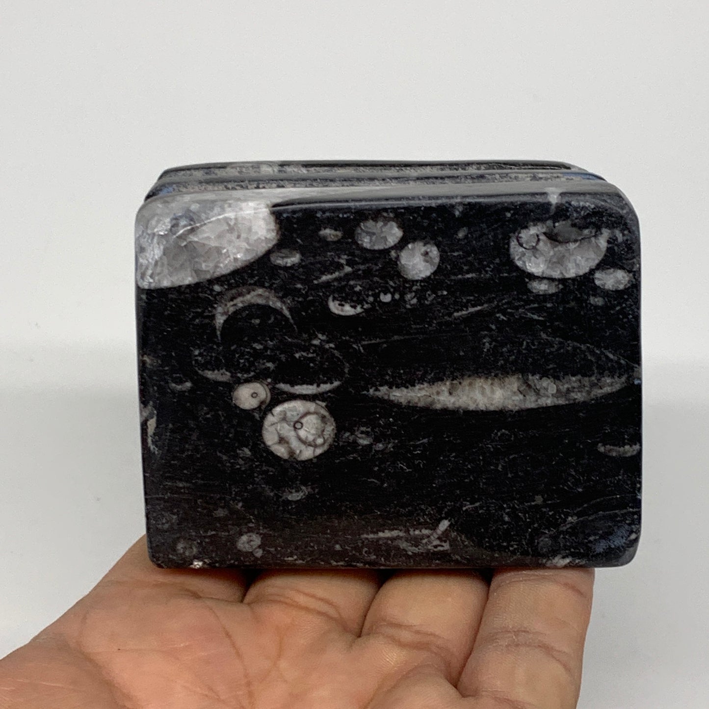 470g, 2.6" x 2.8" x 2.1" Black Fossils Orthoceras Ammonite Business Card Holder,