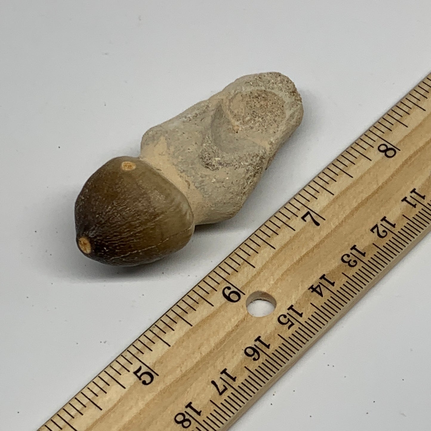 34.8g, 2.6"X1"x0.9" Fossil Globidens phosphaticus (Mosasaur ) Tooth, Cretaceous,