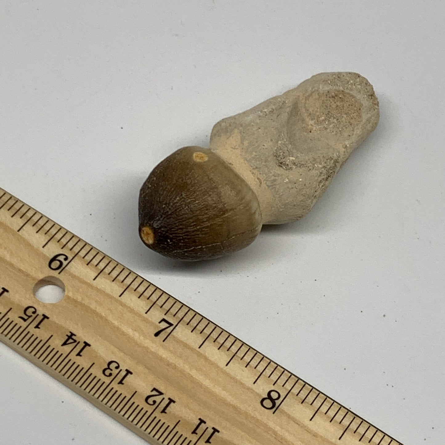 34.8g, 2.6"X1"x0.9" Fossil Globidens phosphaticus (Mosasaur ) Tooth, Cretaceous,