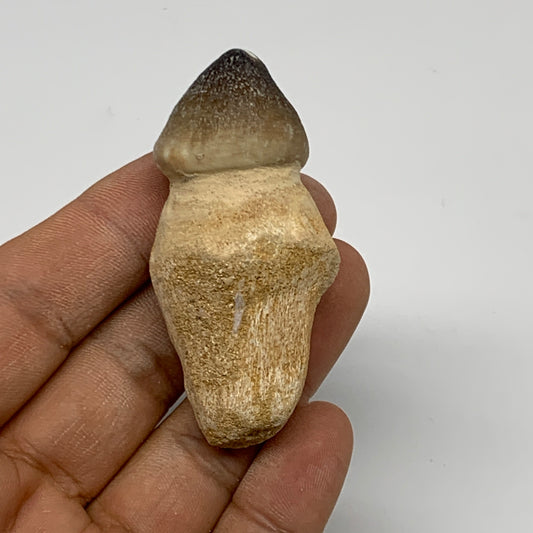 33.4g, 2.4"X1.2"x1" Fossil Globidens phosphaticus (Mosasaur ) Tooth, Cretaceous,
