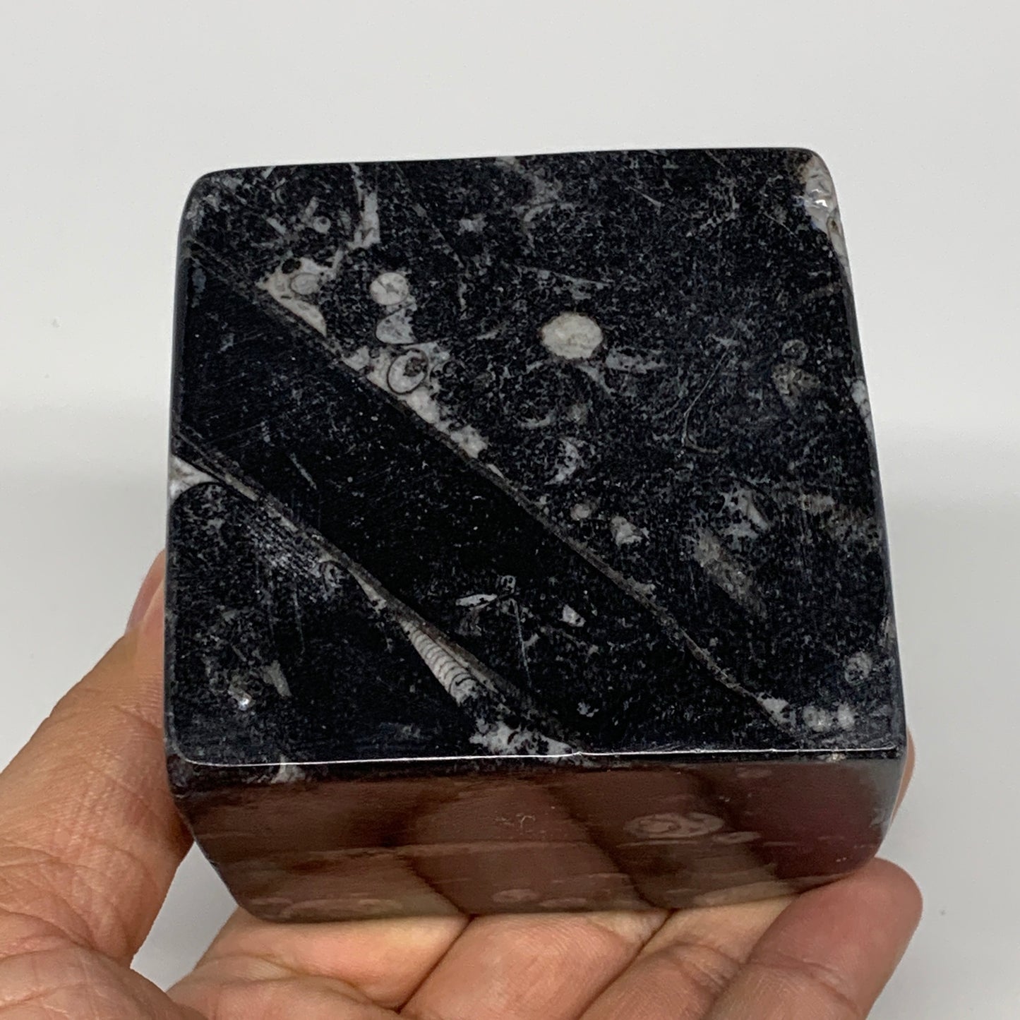 470g, 2.6" x 2.8" x 2.1" Black Fossils Orthoceras Ammonite Business Card Holder,