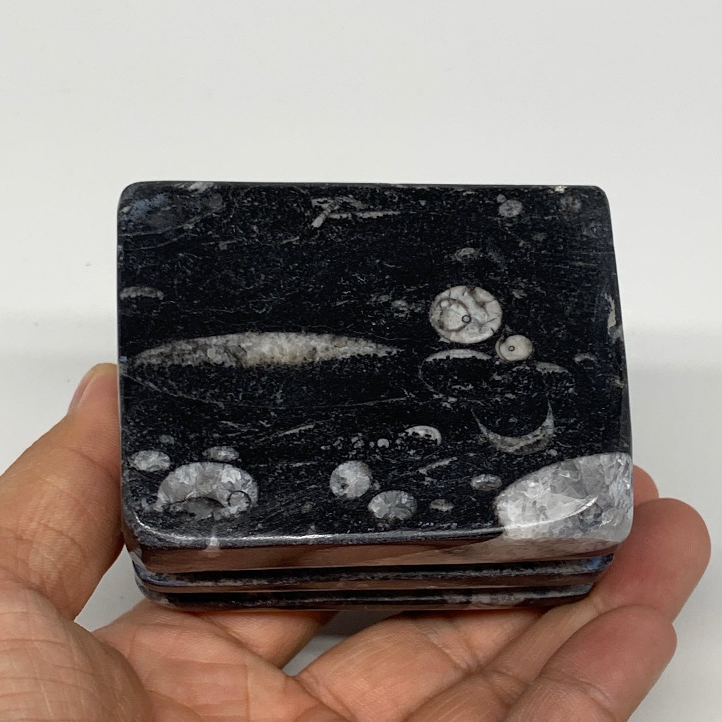 470g, 2.6" x 2.8" x 2.1" Black Fossils Orthoceras Ammonite Business Card Holder,
