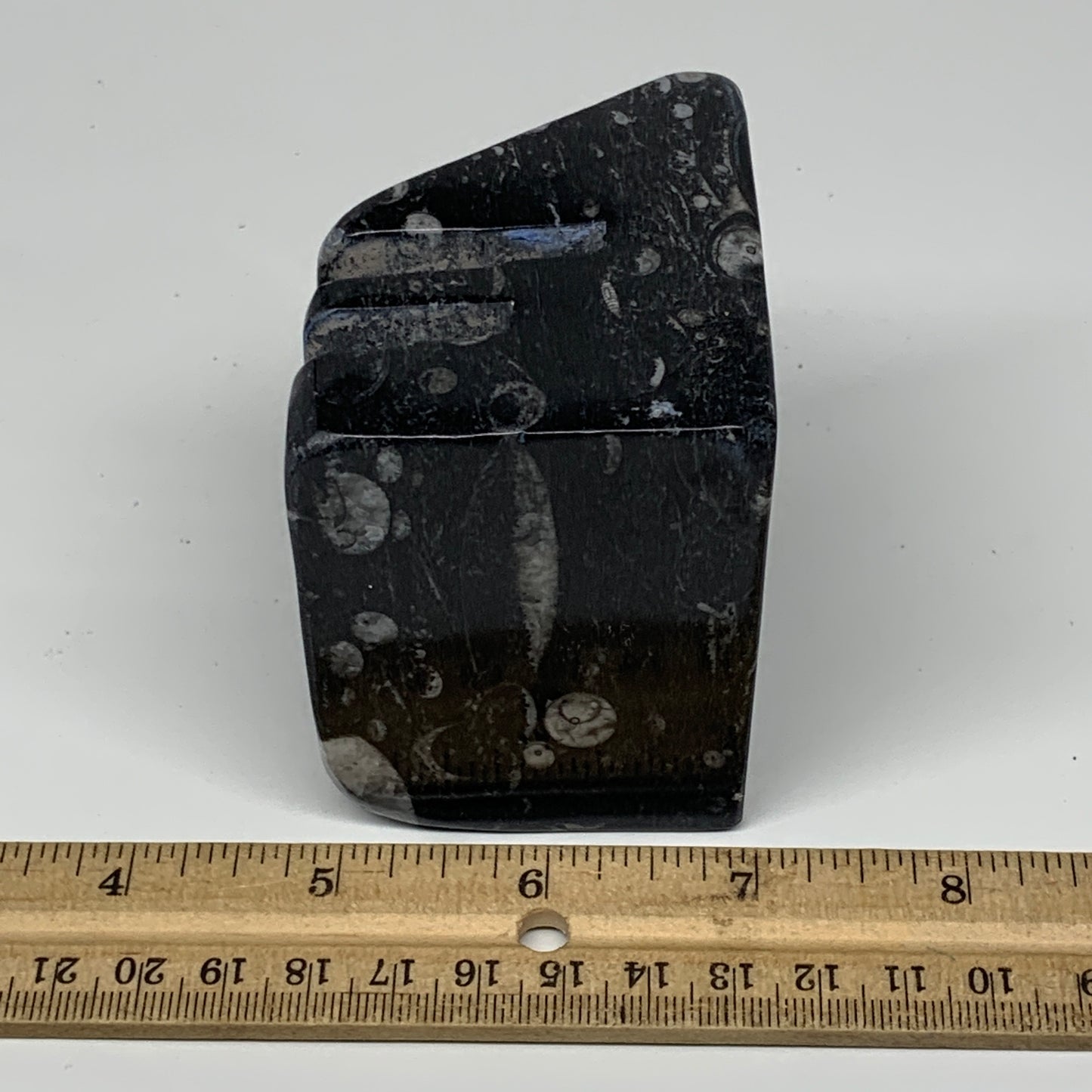 470g, 2.6" x 2.8" x 2.1" Black Fossils Orthoceras Ammonite Business Card Holder,