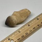 33.4g, 2.4"X1.2"x1" Fossil Globidens phosphaticus (Mosasaur ) Tooth, Cretaceous,