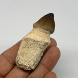 30.4g, 2.5"X1"x0.8" Fossil Globidens phosphaticus (Mosasaur ) Tooth, Cretaceous,