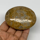 158.3g,3"x2.4"x 1", Coral Fossils Palm-Stone Polished from Morocco, B20386