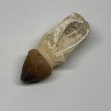 30.4g, 2.5"X1"x0.8" Fossil Globidens phosphaticus (Mosasaur ) Tooth, Cretaceous,
