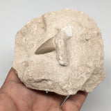 336g,3.7"X3.6"x2"Otodus Fossil Shark Tooth Mounted on Matrix @Morocco,MF1880