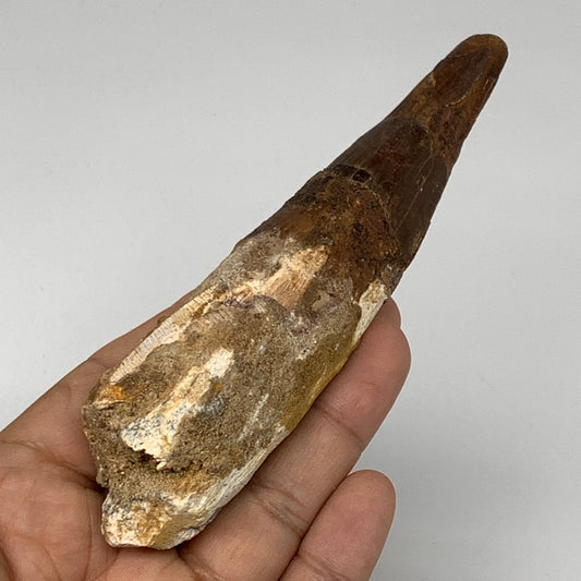 97.9g,5"X 1.3"x 1.1" Rare Natural Fossils Spinosaurus Tooth from Morocco, F3142