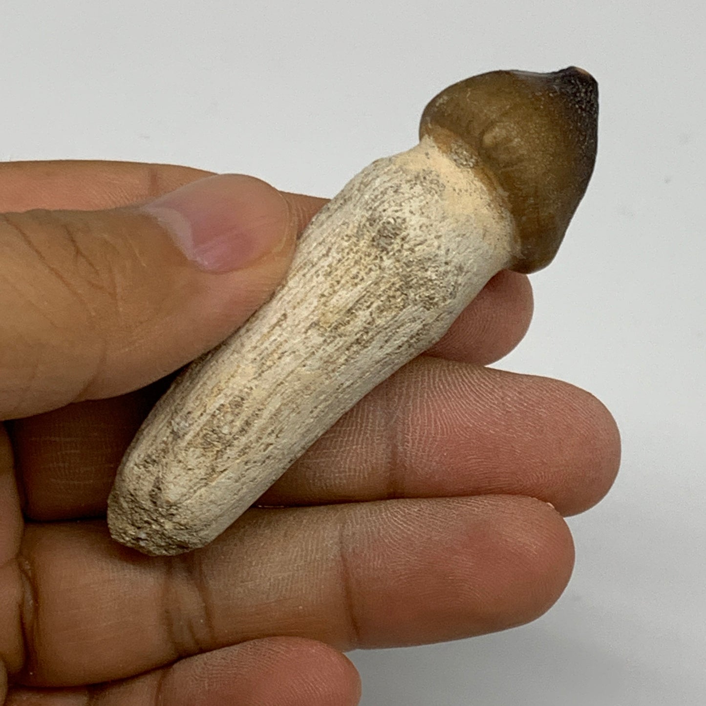 26.4g, 2.8"X0.7"x0.8" Fossil Globidens phosphaticus (Mosasaur ) Tooth, Cretaceou