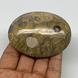 113.7g,2.9"x2.1"x 0.8", Coral Fossils Palm-Stone Polished from Morocco, B20387