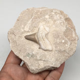 364g,3.9"X4"x1.8"Otodus Fossil Shark Tooth Mounted on Matrix @Morocco,MF1881