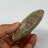 113.7g,2.9"x2.1"x 0.8", Coral Fossils Palm-Stone Polished from Morocco, B20387