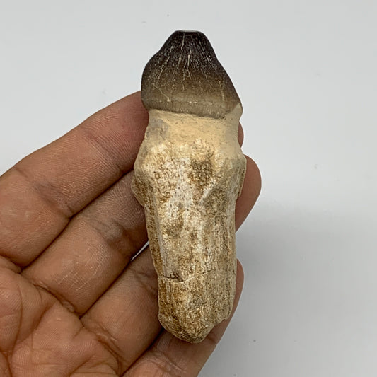 56g, 3"X1.1"x1" Fossil Globidens phosphaticus (Mosasaur ) Tooth, Cretaceous,B236