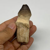 56g, 3"X1.1"x1" Fossil Globidens phosphaticus (Mosasaur ) Tooth, Cretaceous,B236