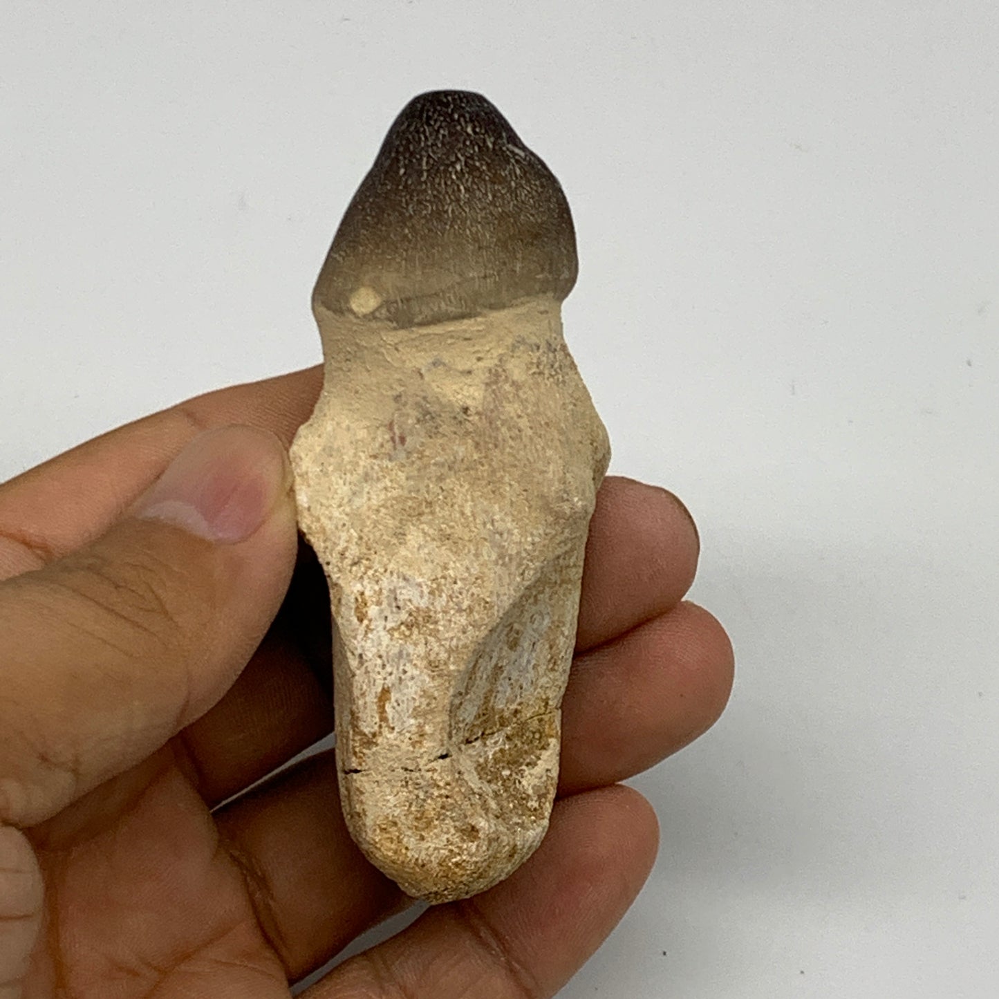 56g, 3"X1.1"x1" Fossil Globidens phosphaticus (Mosasaur ) Tooth, Cretaceous,B236