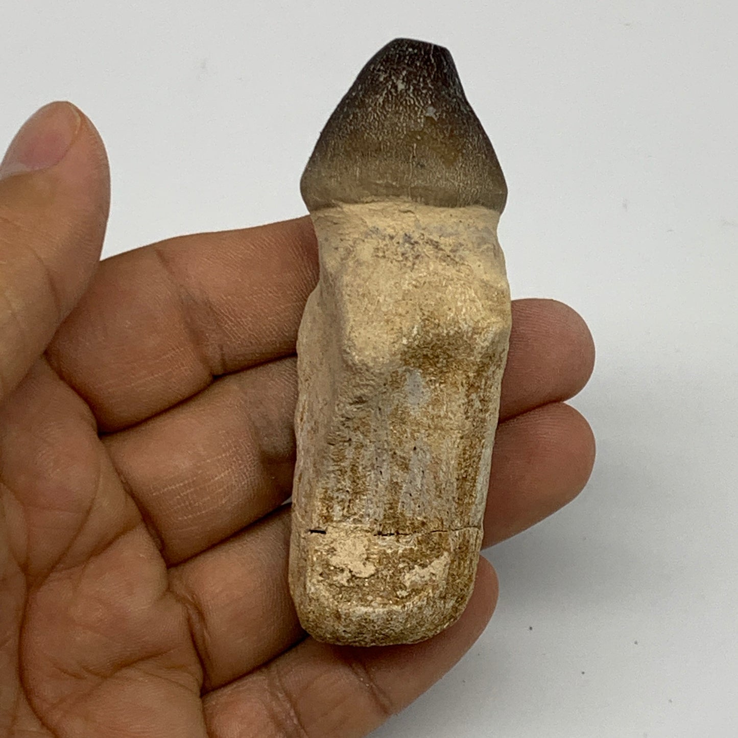 56g, 3"X1.1"x1" Fossil Globidens phosphaticus (Mosasaur ) Tooth, Cretaceous,B236