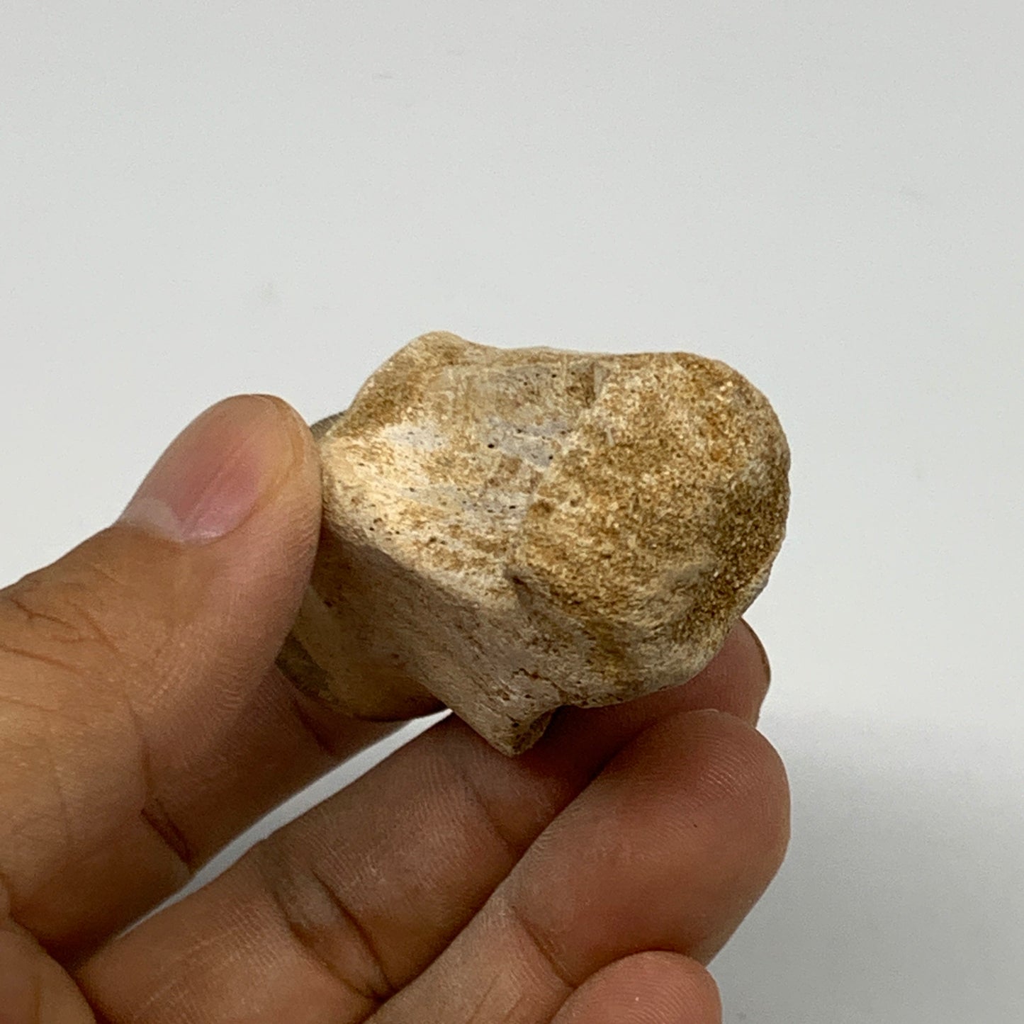 56g, 3"X1.1"x1" Fossil Globidens phosphaticus (Mosasaur ) Tooth, Cretaceous,B236