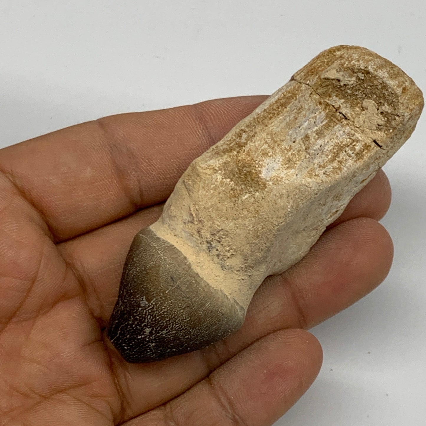 56g, 3"X1.1"x1" Fossil Globidens phosphaticus (Mosasaur ) Tooth, Cretaceous,B236