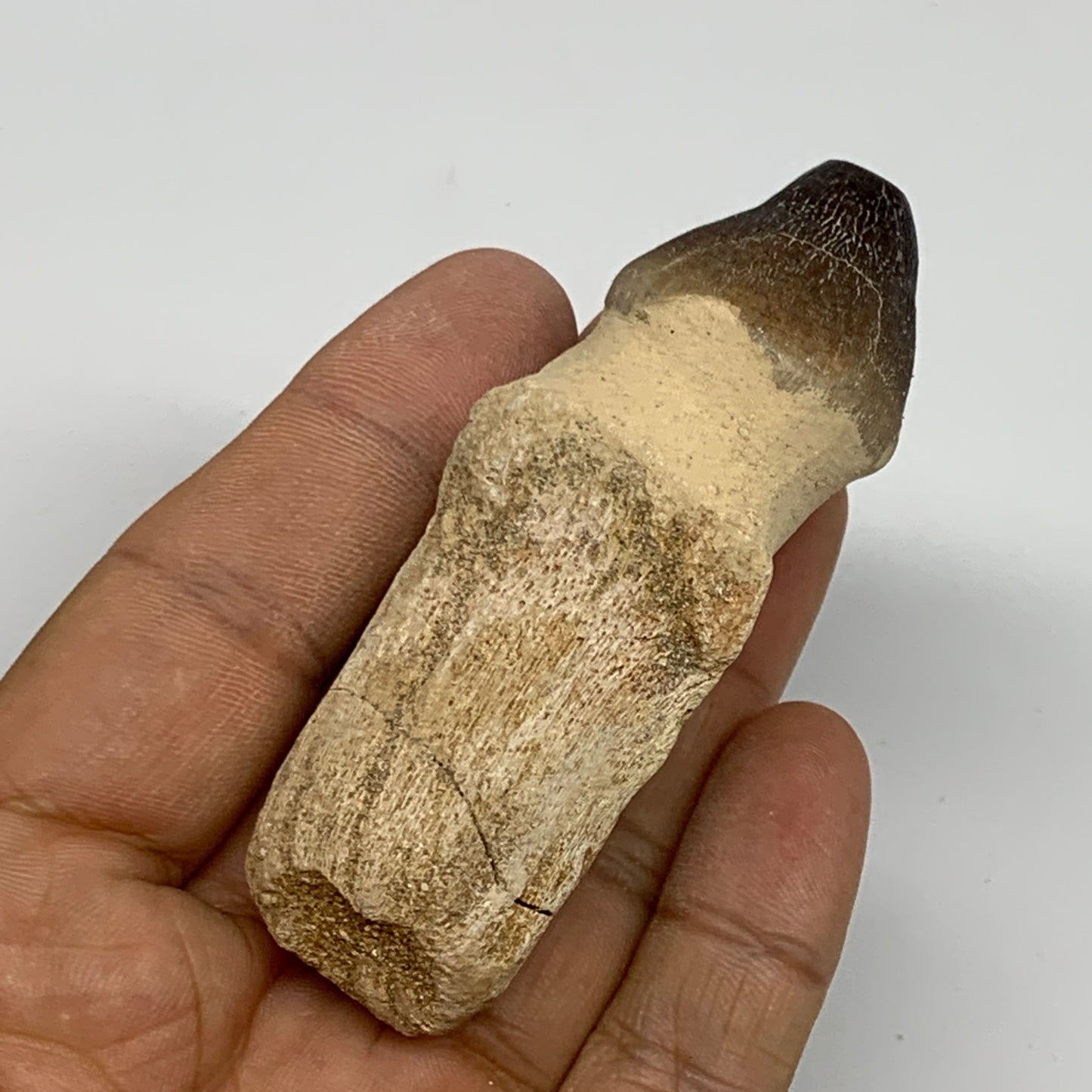 56g, 3"X1.1"x1" Fossil Globidens phosphaticus (Mosasaur ) Tooth, Cretaceous,B236