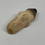 56g, 3"X1.1"x1" Fossil Globidens phosphaticus (Mosasaur ) Tooth, Cretaceous,B236