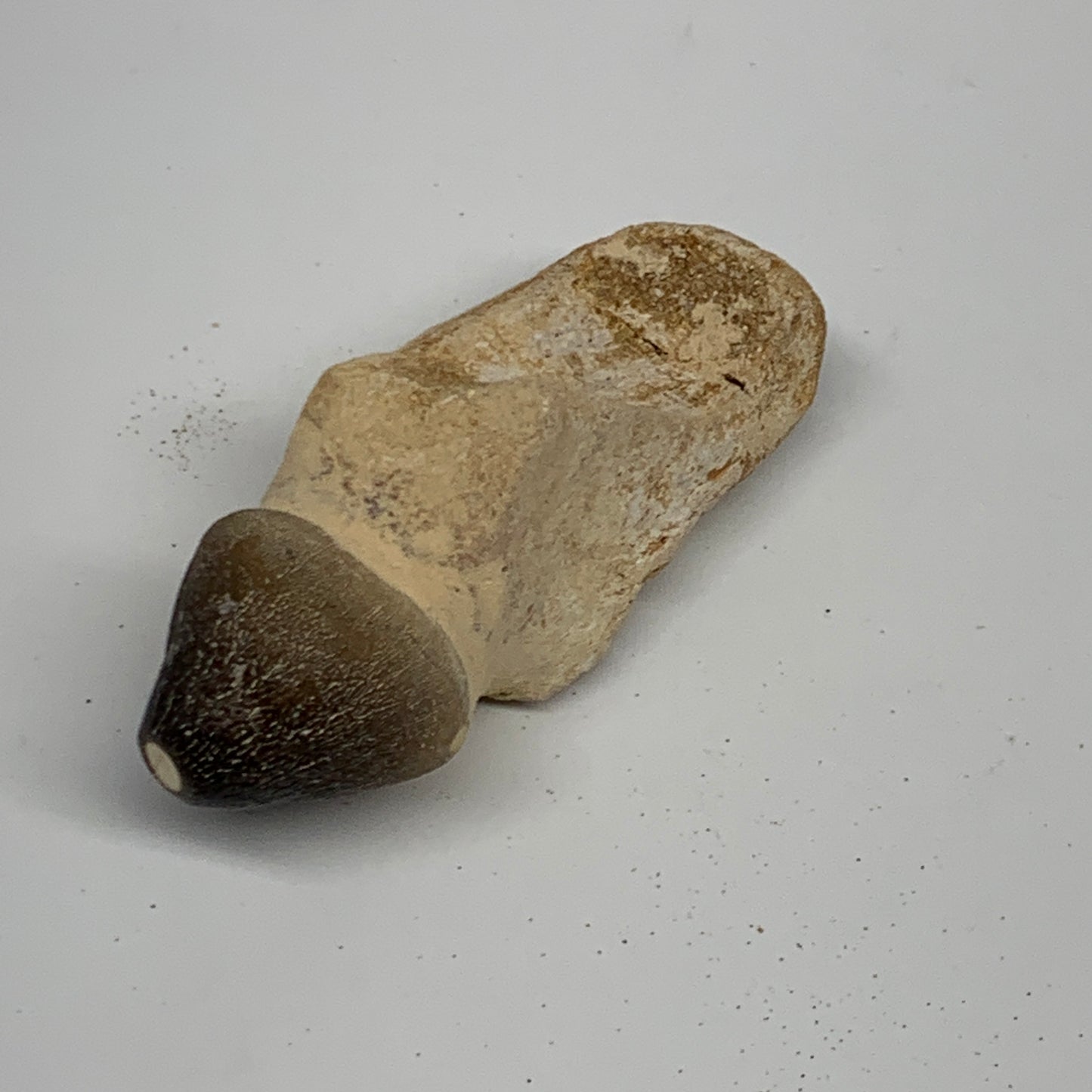 56g, 3"X1.1"x1" Fossil Globidens phosphaticus (Mosasaur ) Tooth, Cretaceous,B236