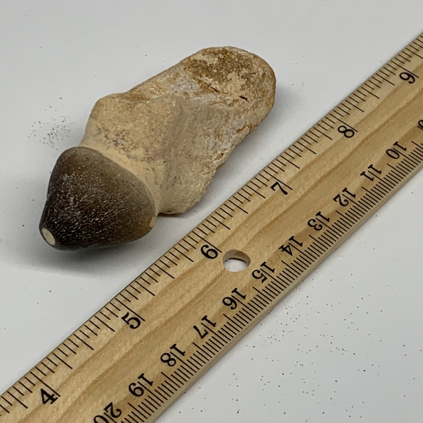 56g, 3"X1.1"x1" Fossil Globidens phosphaticus (Mosasaur ) Tooth, Cretaceous,B236