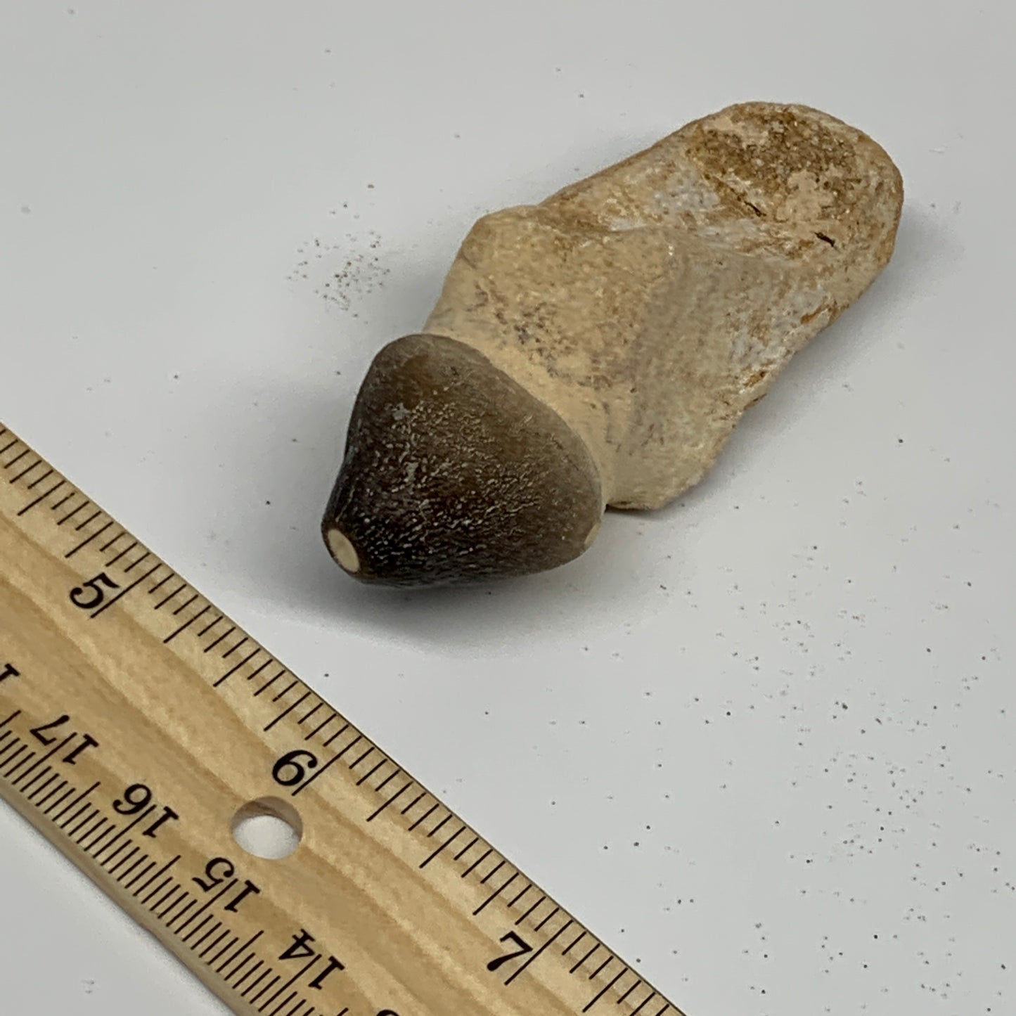 56g, 3"X1.1"x1" Fossil Globidens phosphaticus (Mosasaur ) Tooth, Cretaceous,B236