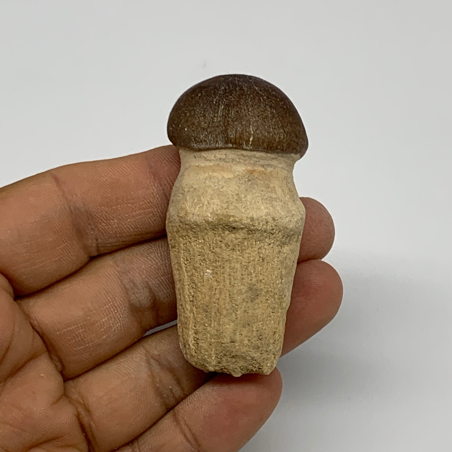 35.4g, 2.3"X1.1"x0.9" Fossil Globidens phosphaticus (Mosasaur ) Tooth, Cretaceou