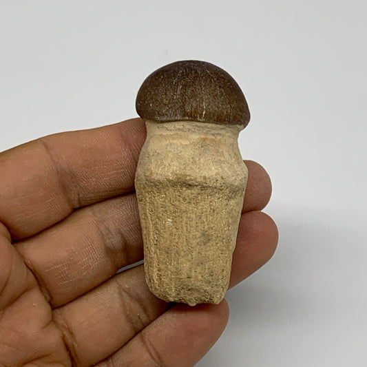 35.4g, 2.3"X1.1"x0.9" Fossil Globidens phosphaticus (Mosasaur ) Tooth, Cretaceou