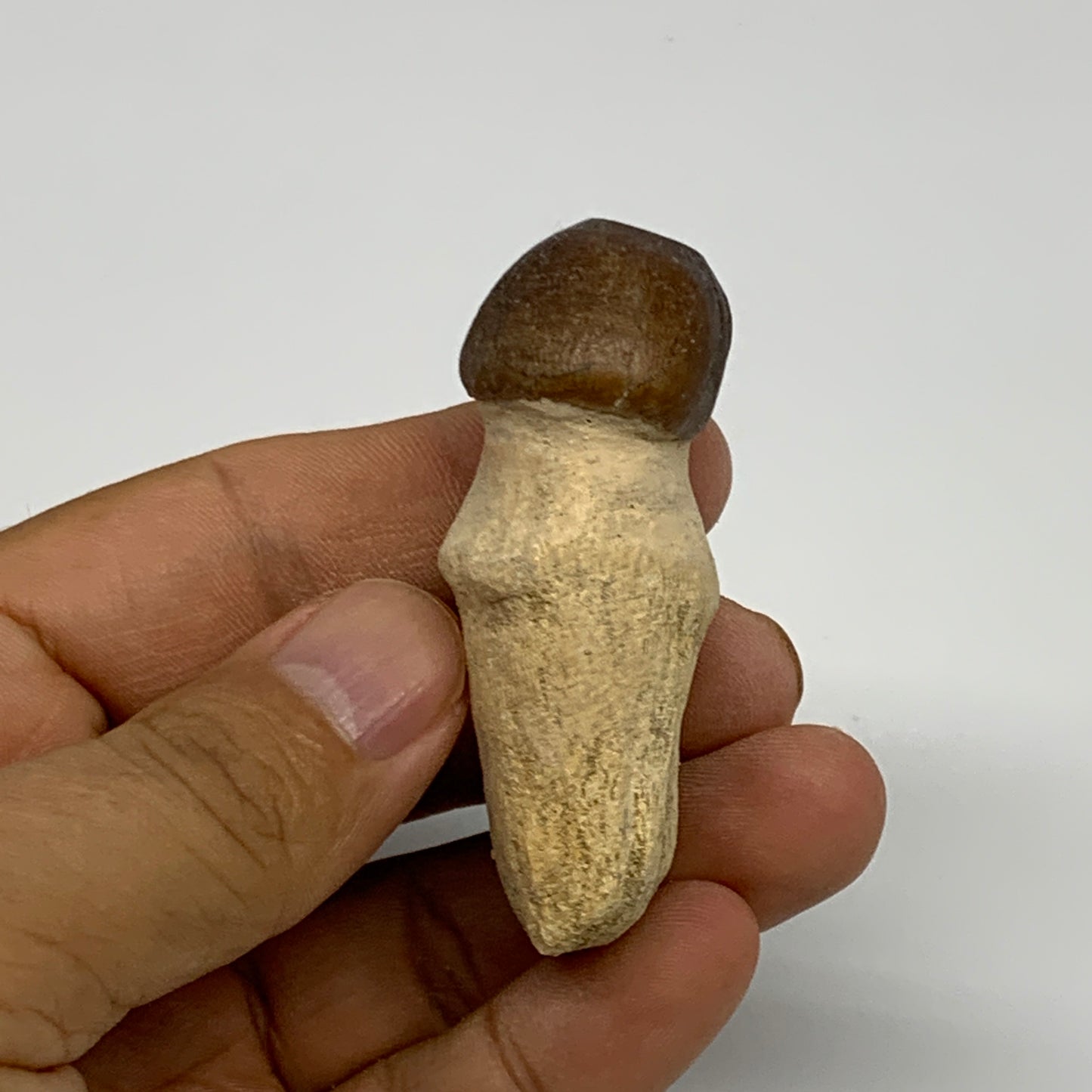 35.4g, 2.3"X1.1"x0.9" Fossil Globidens phosphaticus (Mosasaur ) Tooth, Cretaceou