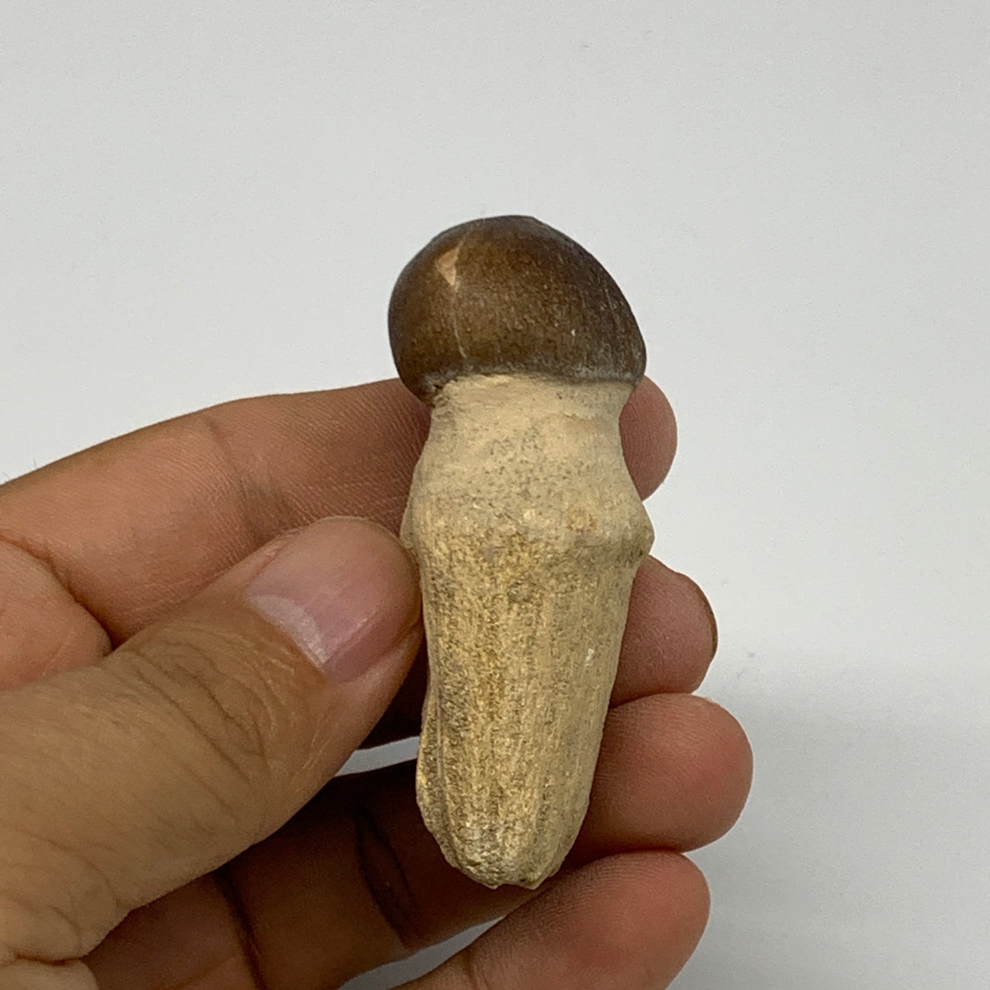 35.4g, 2.3"X1.1"x0.9" Fossil Globidens phosphaticus (Mosasaur ) Tooth, Cretaceou