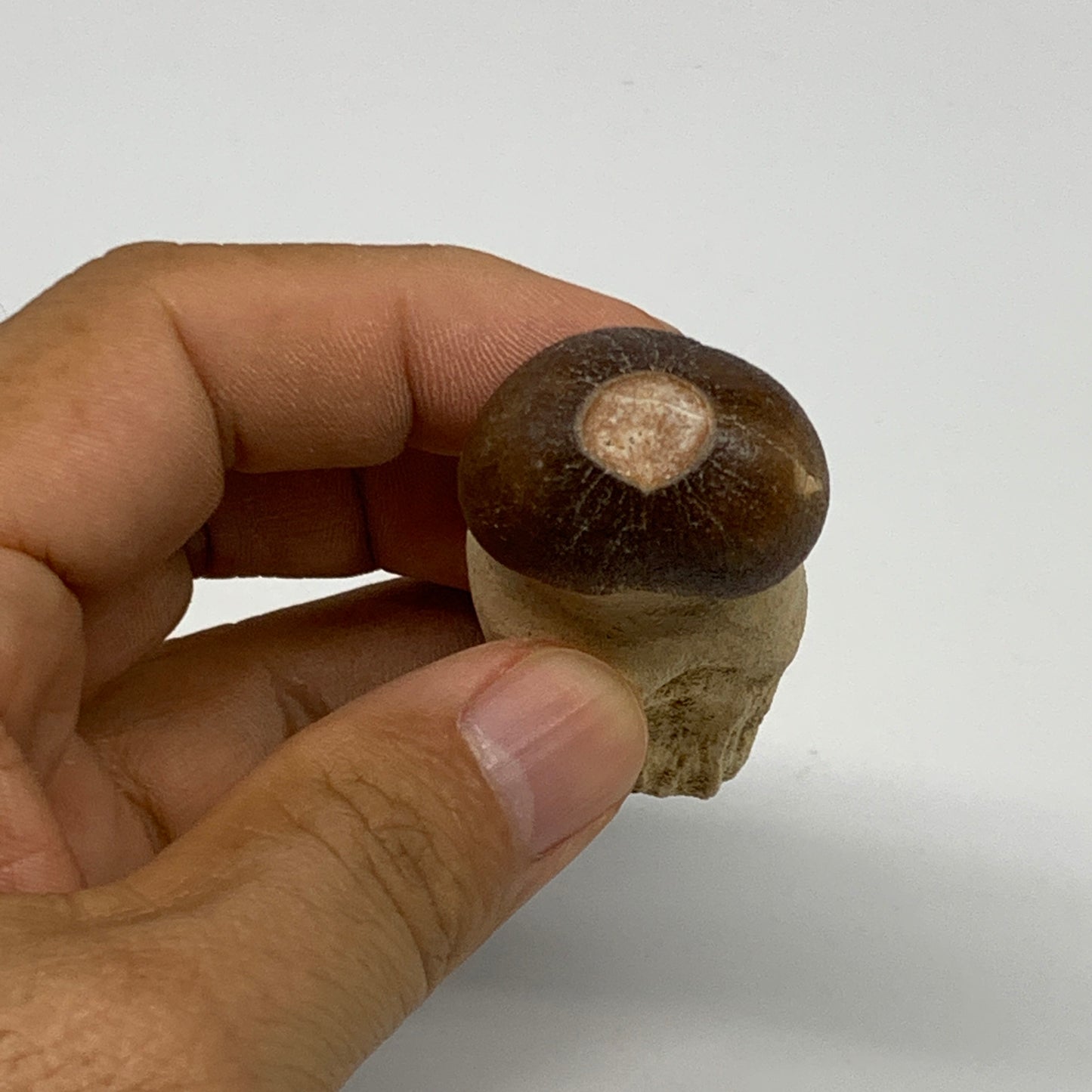 35.4g, 2.3"X1.1"x0.9" Fossil Globidens phosphaticus (Mosasaur ) Tooth, Cretaceou