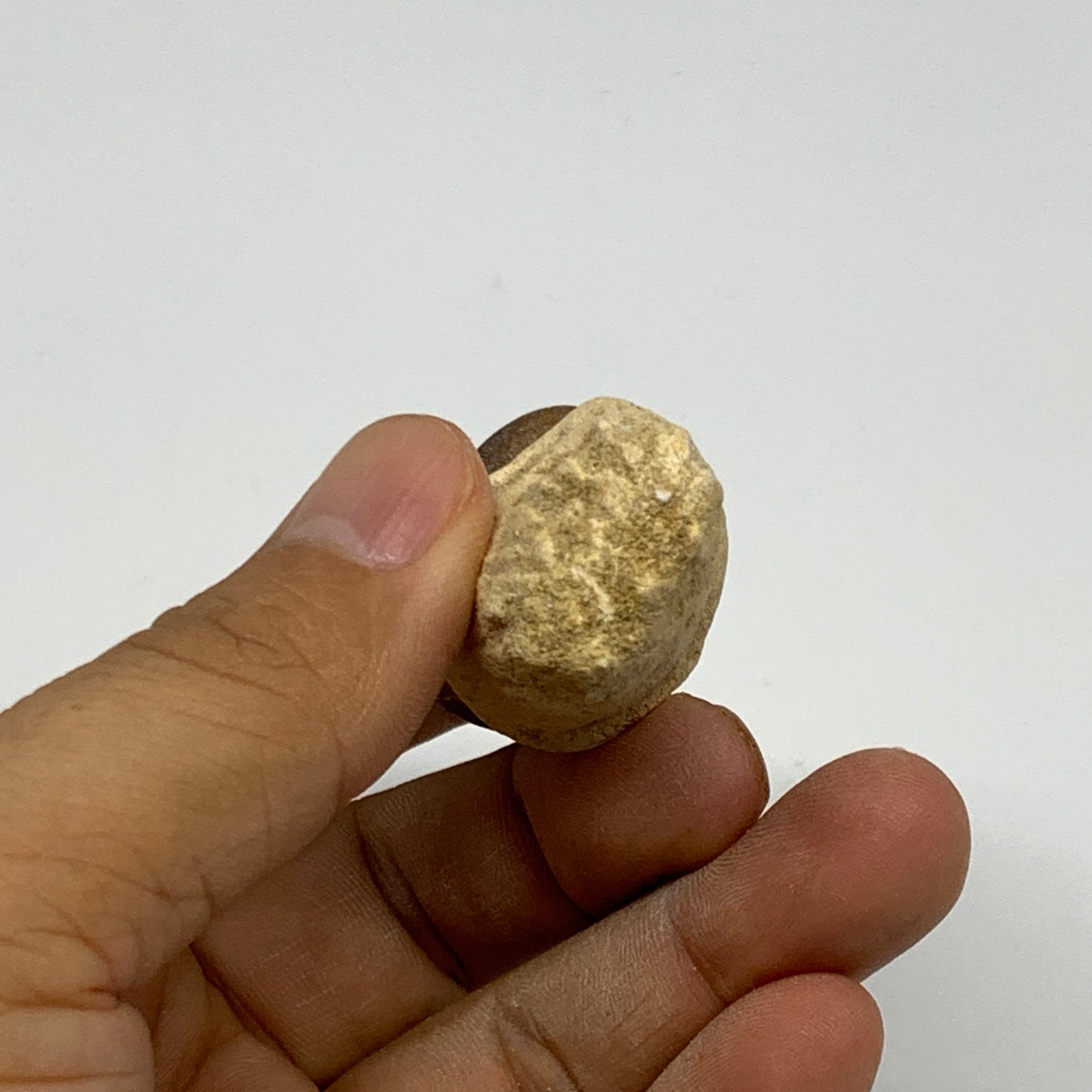 35.4g, 2.3"X1.1"x0.9" Fossil Globidens phosphaticus (Mosasaur ) Tooth, Cretaceou