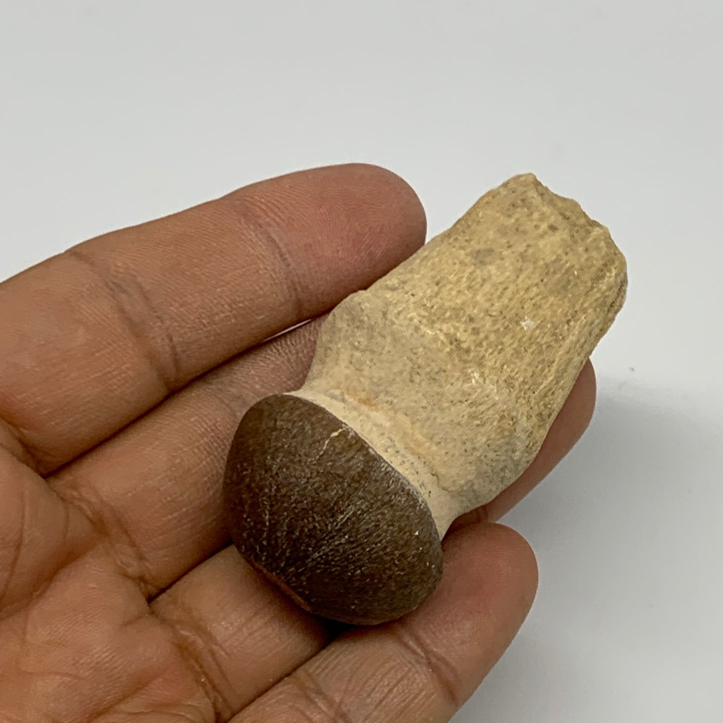 35.4g, 2.3"X1.1"x0.9" Fossil Globidens phosphaticus (Mosasaur ) Tooth, Cretaceou
