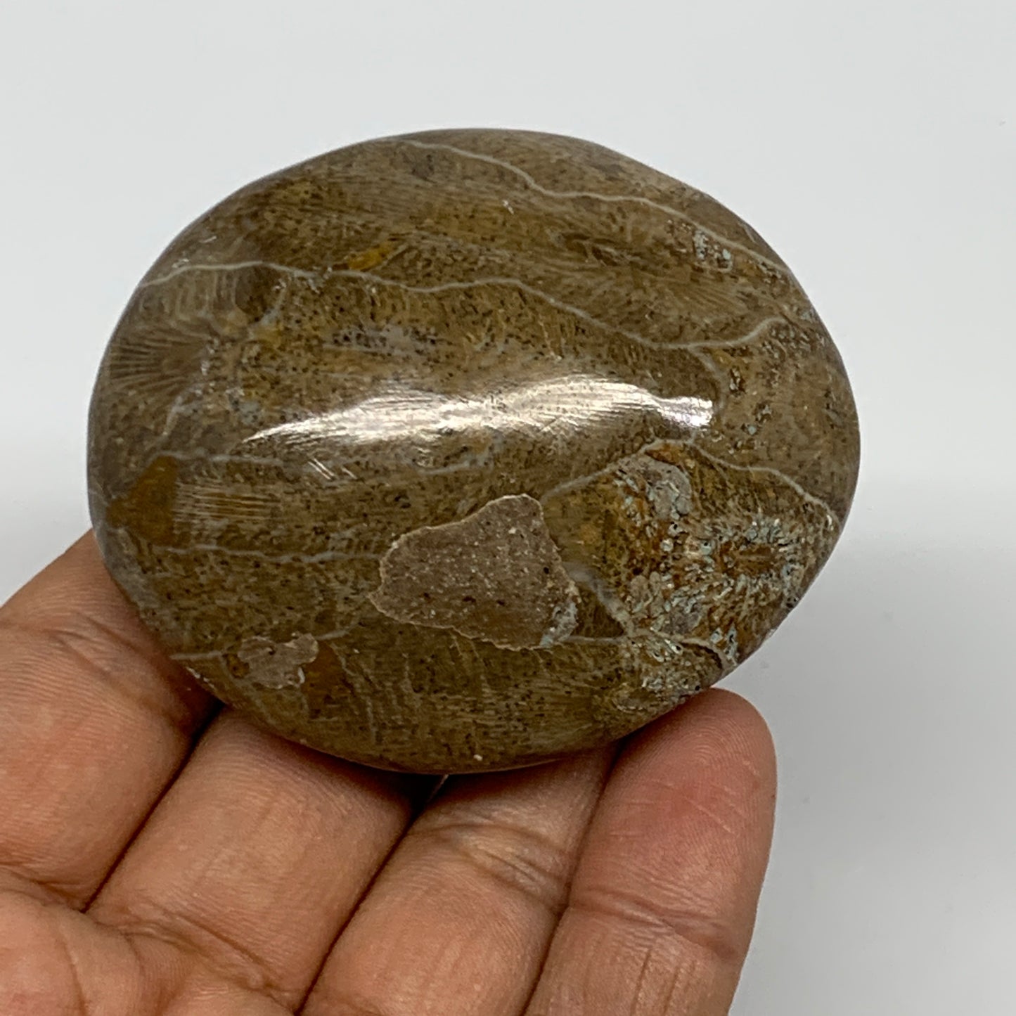 107.8g,2.4"x2.1"x 1.1", Coral Fossils Palm-Stone Polished from Morocco, B20389