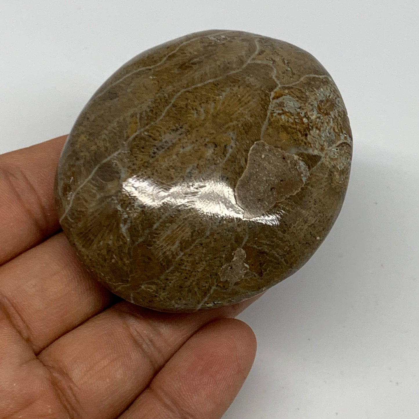 107.8g,2.4"x2.1"x 1.1", Coral Fossils Palm-Stone Polished from Morocco, B20389